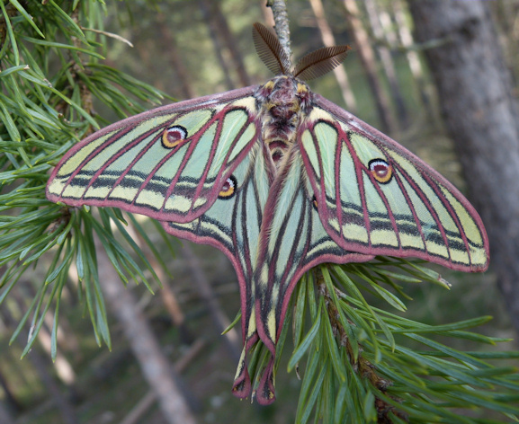 Mariposa Isabelina